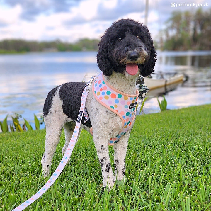 A Lotto Gelato Leash