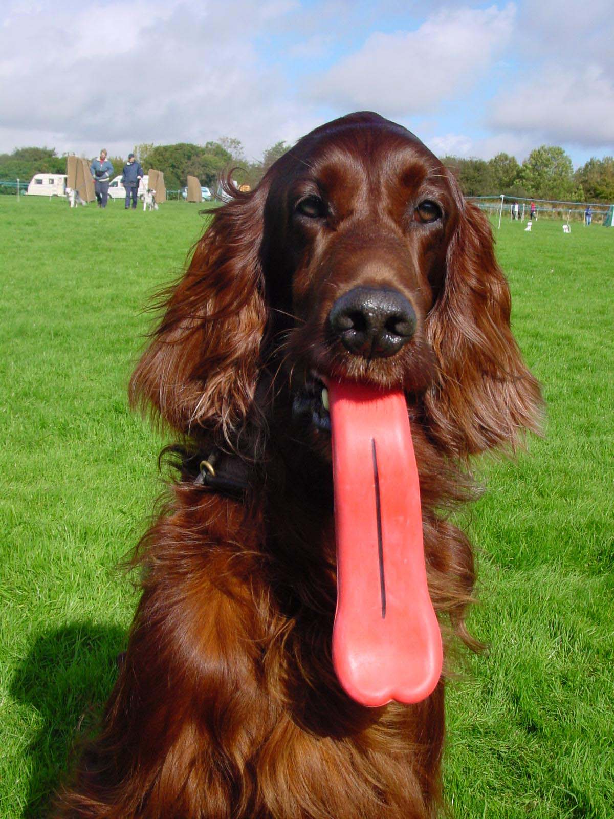 [Clearance 20%] Humunga Tongue
