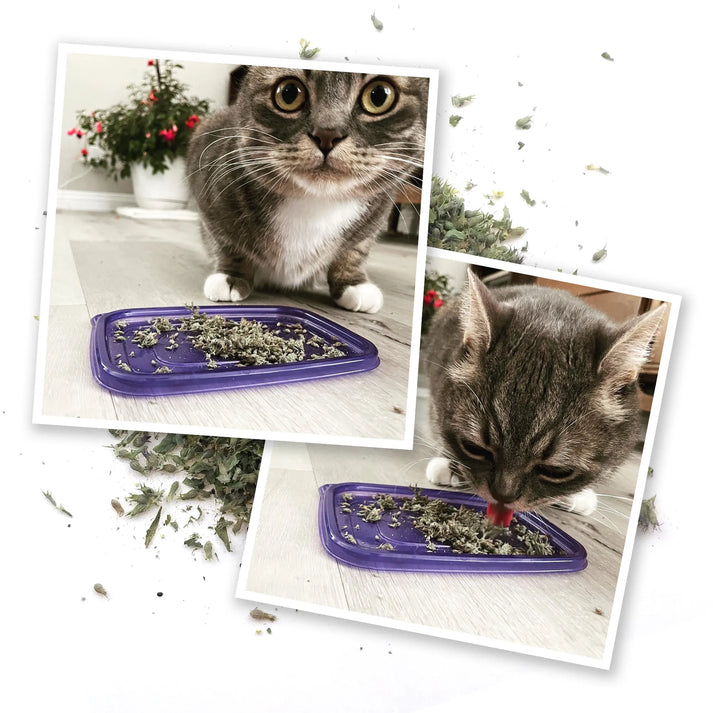 Meowijuana | Meowi-Waui - Ground Catnip and Catnip Buds