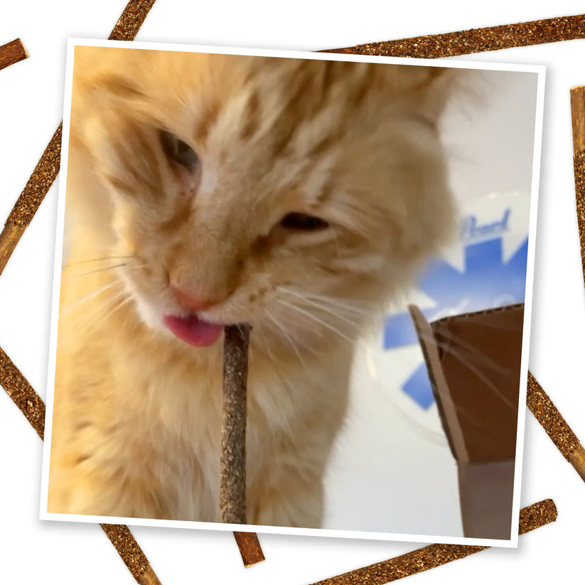 Meowijuana | Silvervine Fruit Sticks