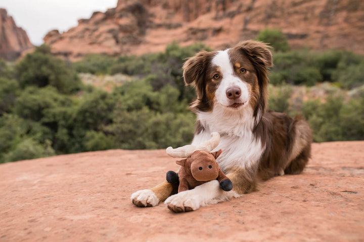 Big Five of Africa - Cape Buffalo Dog Toy