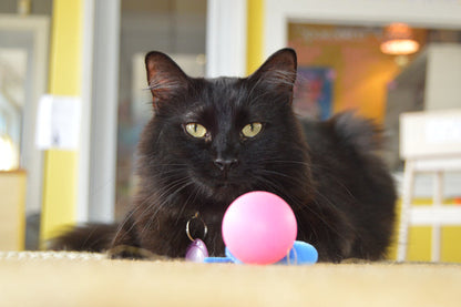 Wiggly Pong - Cat Toy Plastic Pong Ball