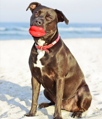Humunga Lips Toy