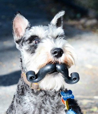 Humunga Stache Toy