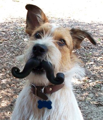 Humunga Stache Toy