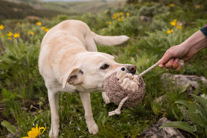 Forest Friends Hamilton the Hedgehog