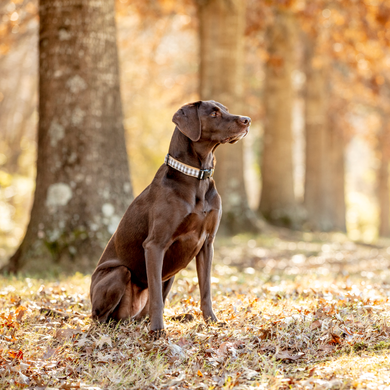 Brown Buffalo Check Dog Collar
