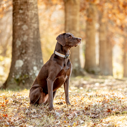 Brown Buffalo Check Dog Collar