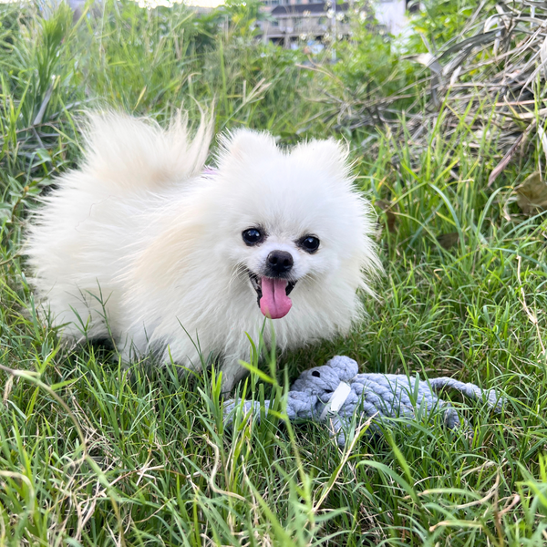 Ella the Elephant Rope Toy, Small