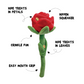 Hide 'n Seek Florals - Rose Plush Dog Toy