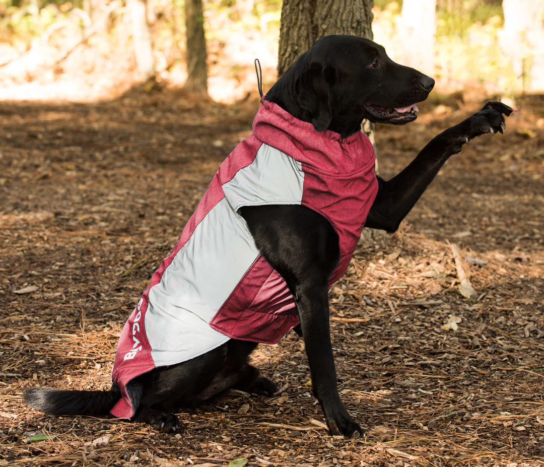 Glacier Bay Winter Dog Coat