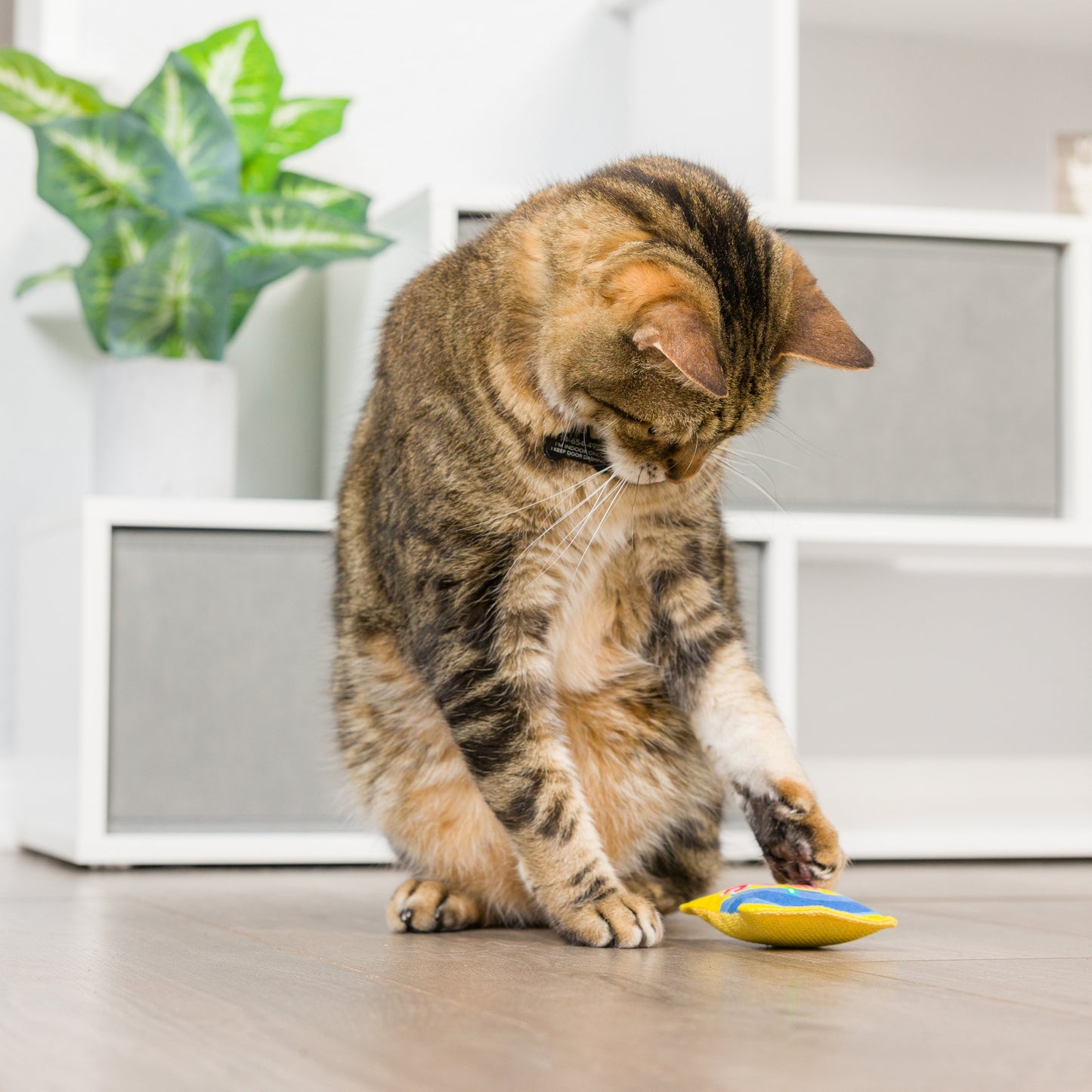 Sweetest Fish Cat Toy