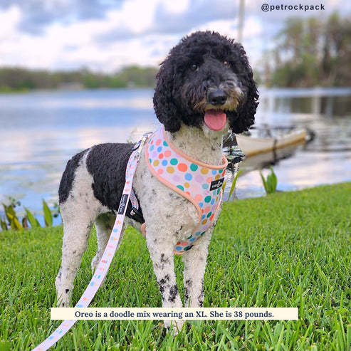 A Lotto Gelato Reversible Harness