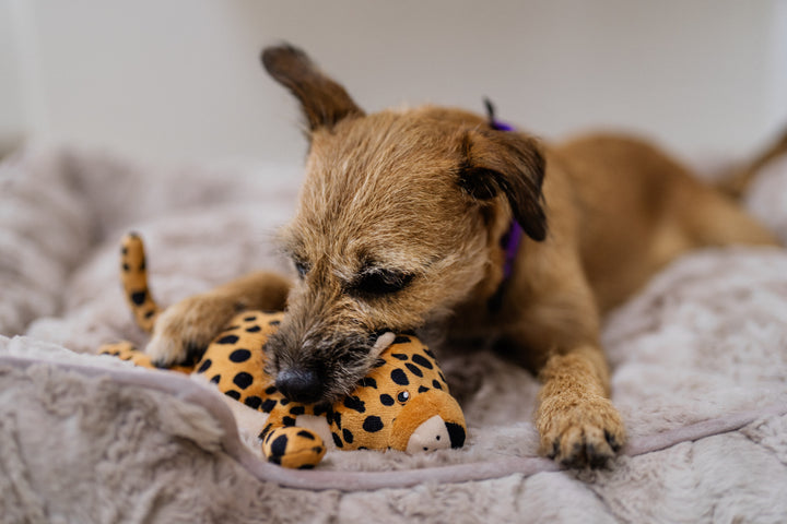 Big Five of Africa - Leopard Dog Toy