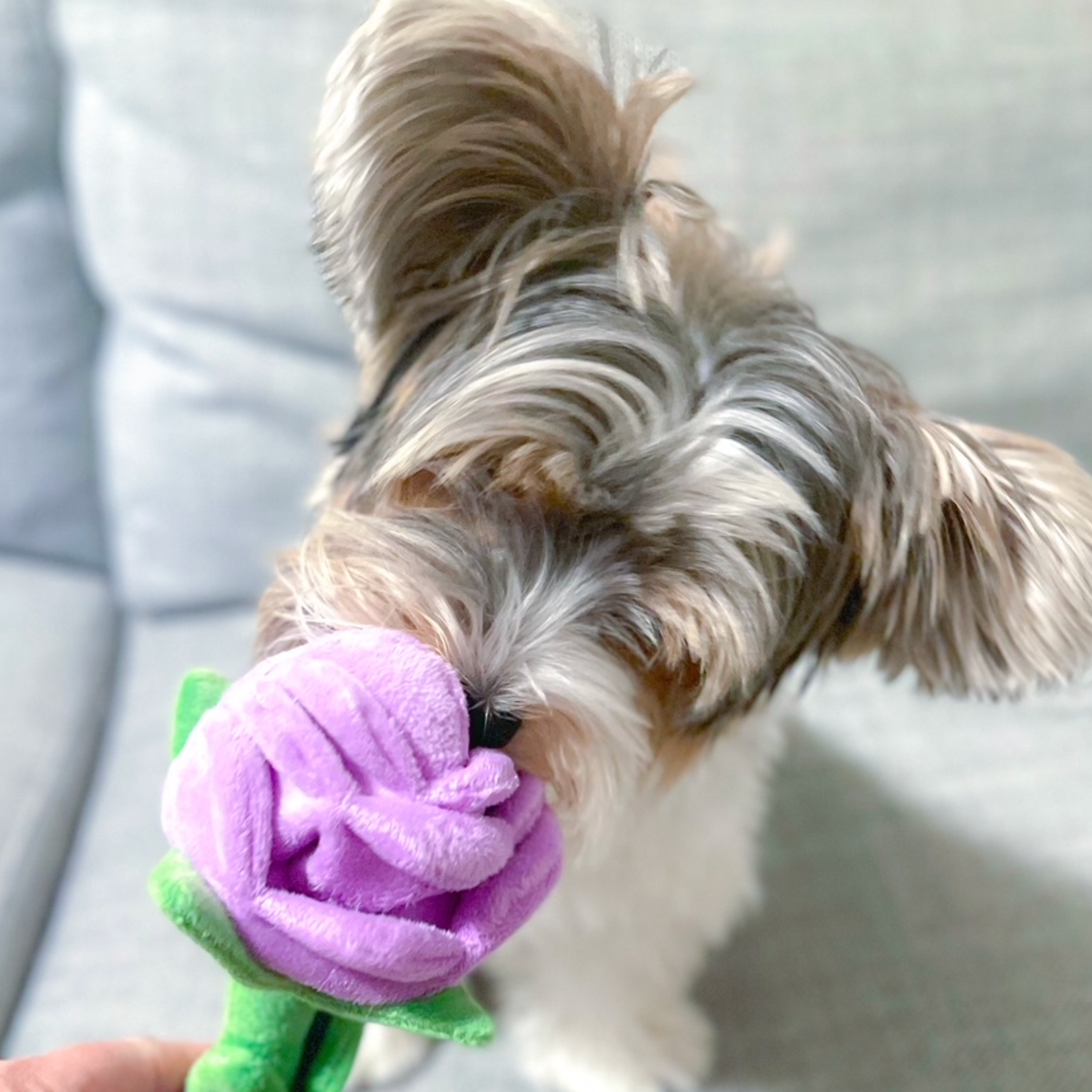 Hide 'n Seek Florals - Rose Plush Dog Toy Pink Hide 'n Seek Florals - Rose Plush Dog Toy Pink