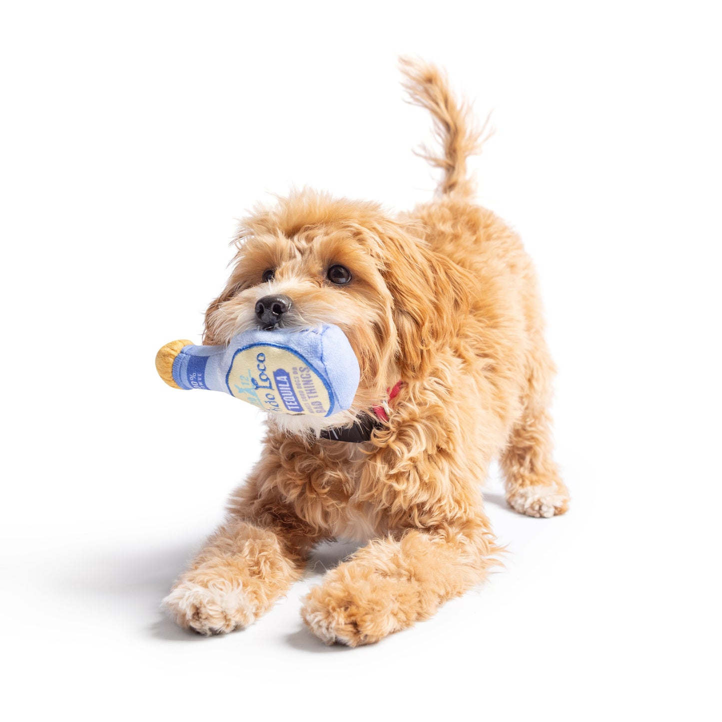 Tiny Tuff Fido Loco Tequila Dog Toy