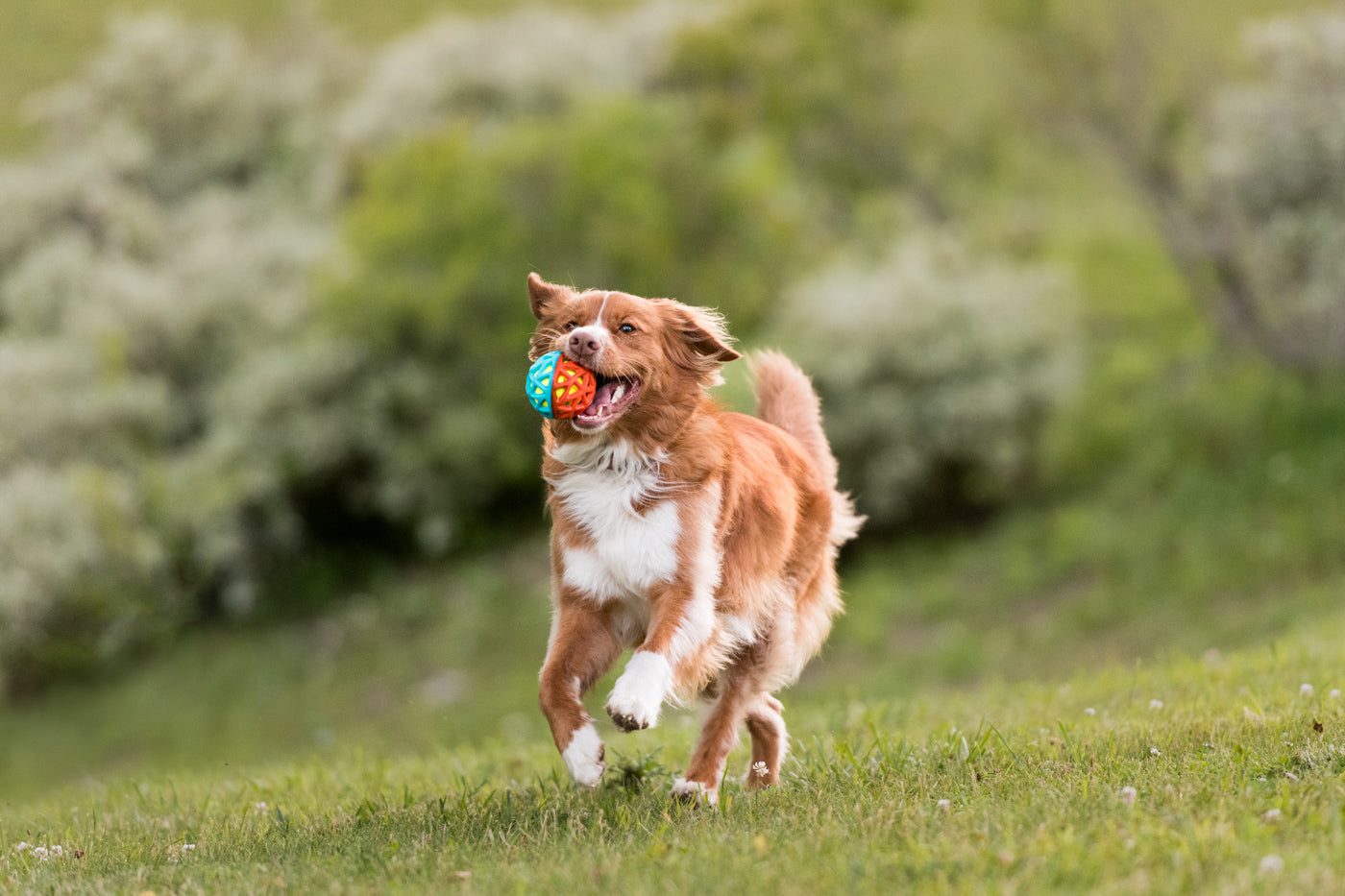 Go-Go Astro Ball