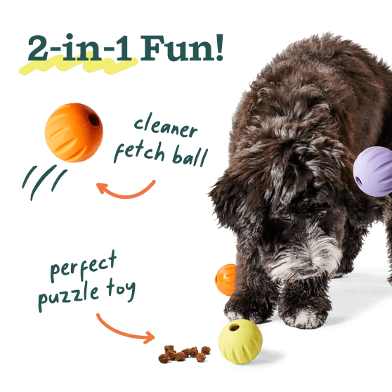 Woof Pet | Flyball