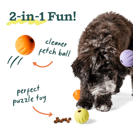 Woof Pet | Flyball