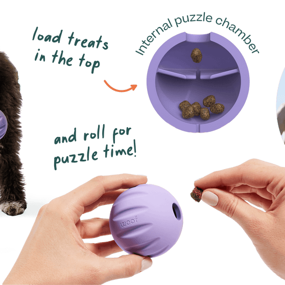 Woof Pet | Flyball