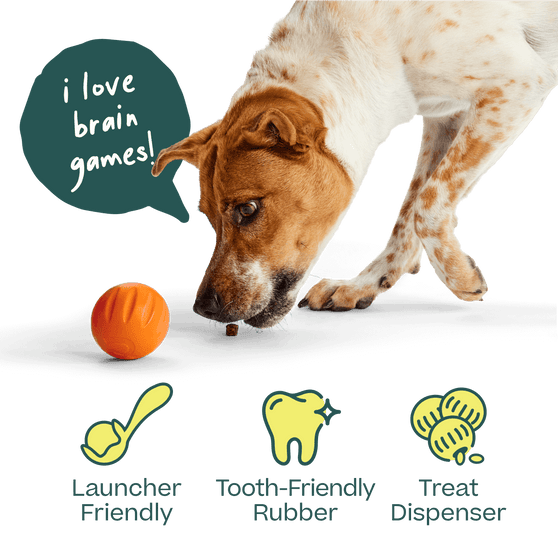 Woof Pet | Flyball