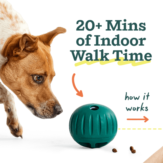 Woof Pet | Walkabout
