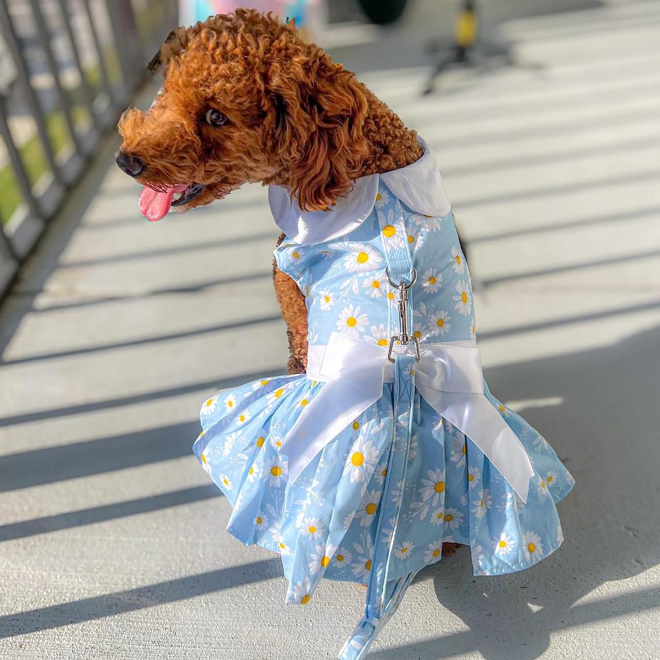 Blue Daisy Harness Dress with Matching Leash