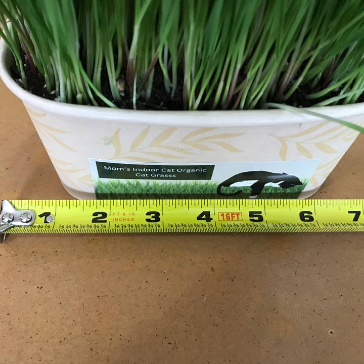 Compostable Cat Grass Bowl