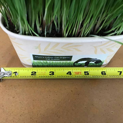 Compostable Cat Grass Bowl