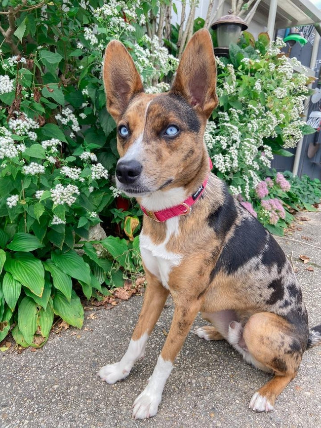 Dog Collar - Merlot