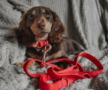 Dog Collar - Merlot