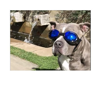 Doggles - ILS2 Shiny Black Frame with Mirror Blue Lens