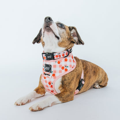 Dog Collar - Cherry Cute