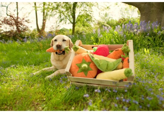 Garden Fresh Collection - Carrot Toy