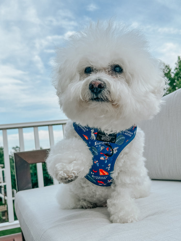 Dog Adjustable Harness - Superman™ & Krypto™