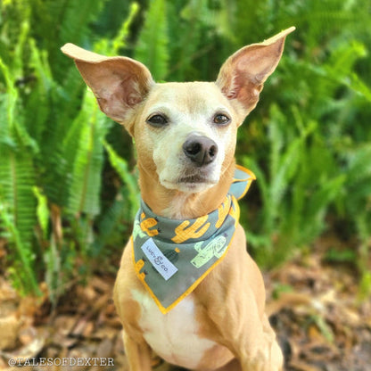 The Looking Sharp Bandana