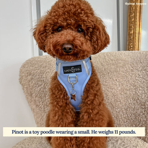 No-Pull Harness - Denim Blue