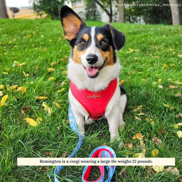 The Merry & Bright Reversible Harness