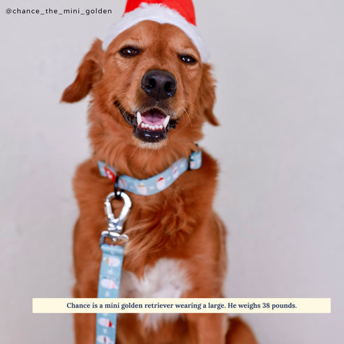 The Merry & Bright Leash