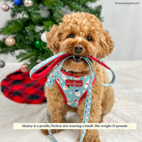 The Merry & Bright Leash