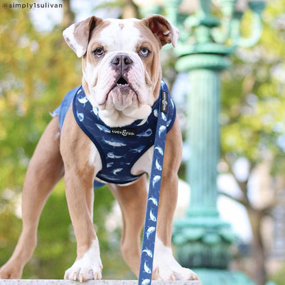 Shark Attack Leash