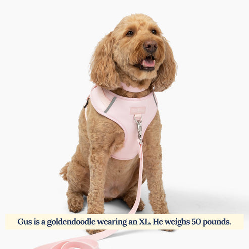 No-Pull Harness - Rosewater