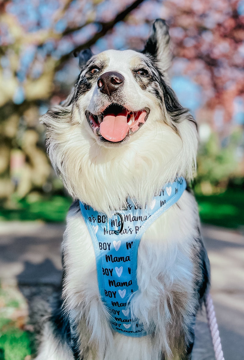 Dog Harness - Mama's Boy
