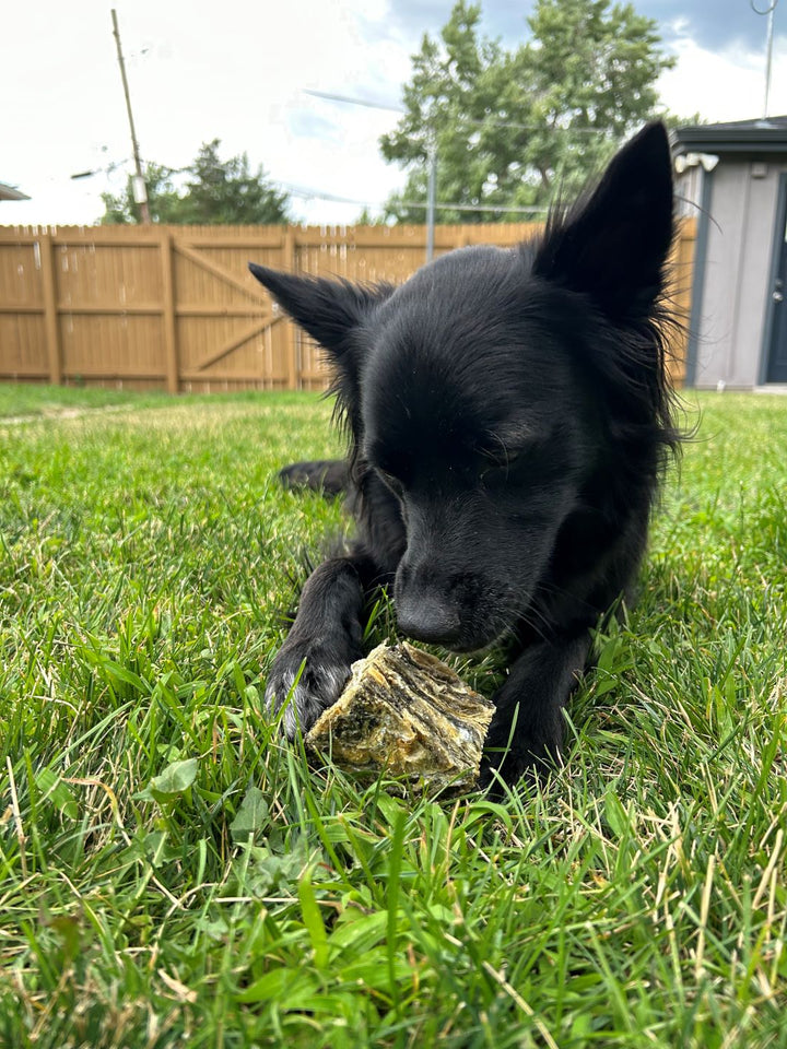 Icelandic+ Cod Skin Large Cube Dog Treat