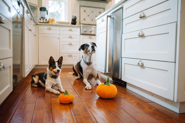 Garden Fresh Collection - Pumpkin Toy