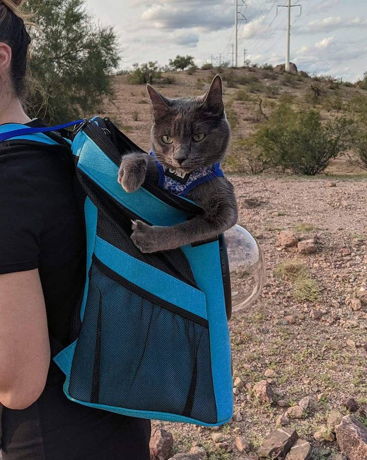 Bubble Pet Carrier / Cat Backpack(For Larger Cats)