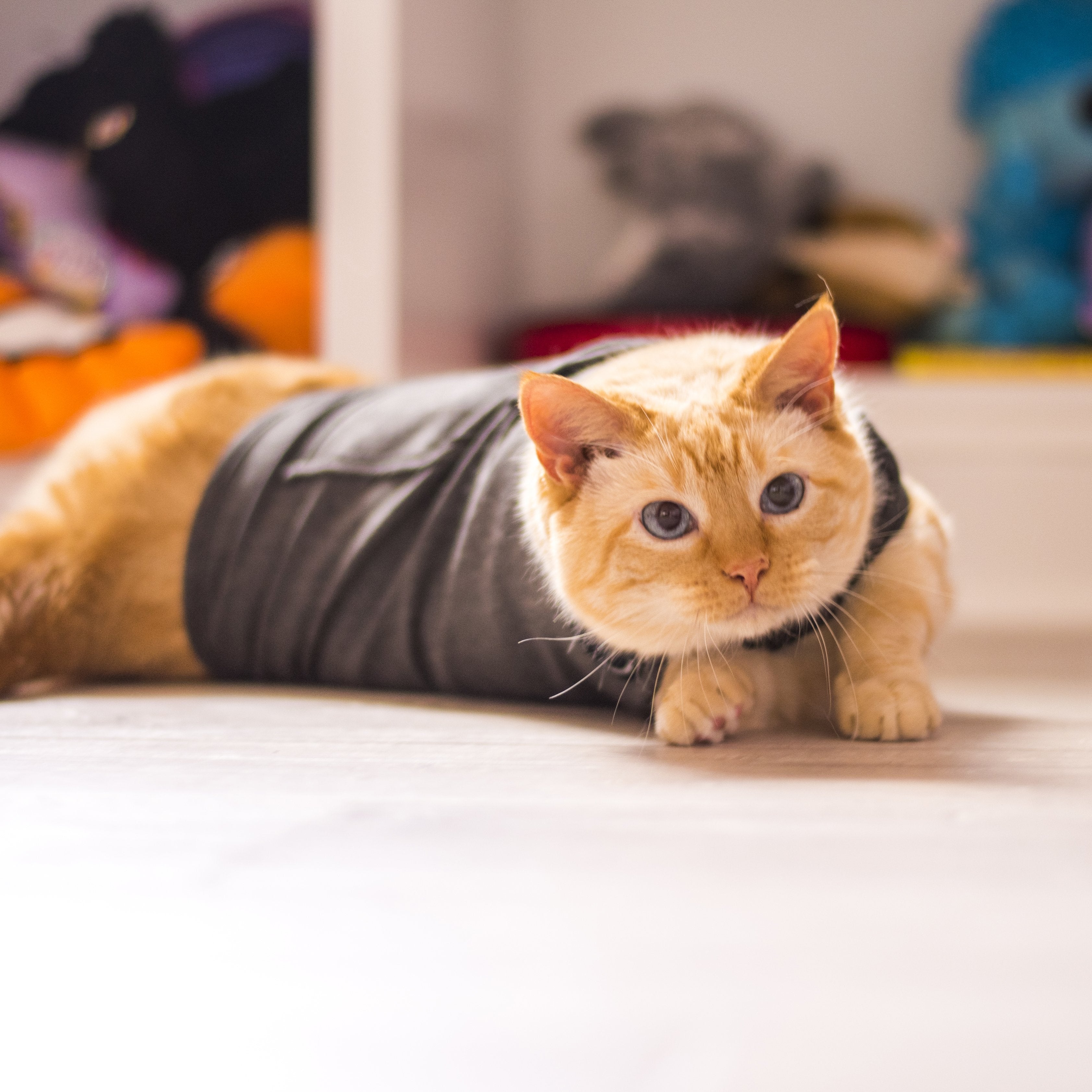 Thundershirt cat anxiety discount