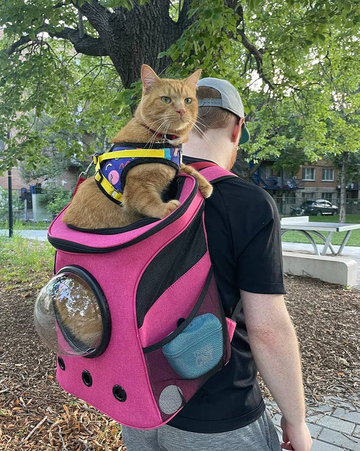 Backpack cat carrier bubble best sale