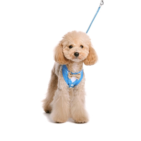 EasyGo Bowtie Blue Harness