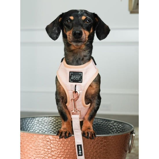 Dog Harness - Pinot